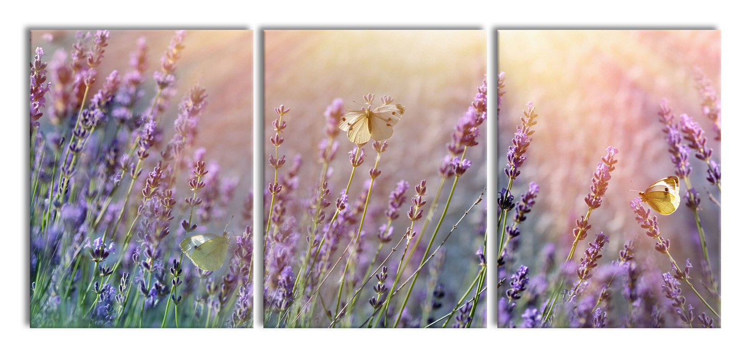 Schmetterlinge auf Lavendelblumen, XXL Leinwandbild als 3 Teiler