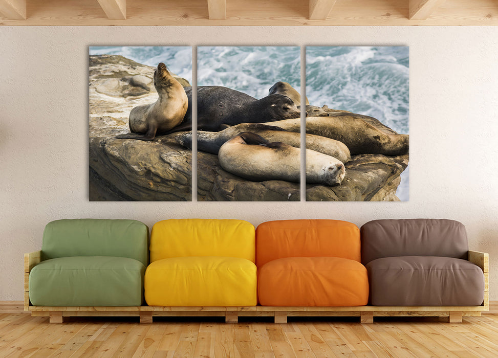 Seelöwen an einer Bucht, XXL Leinwandbild als 3 Teiler