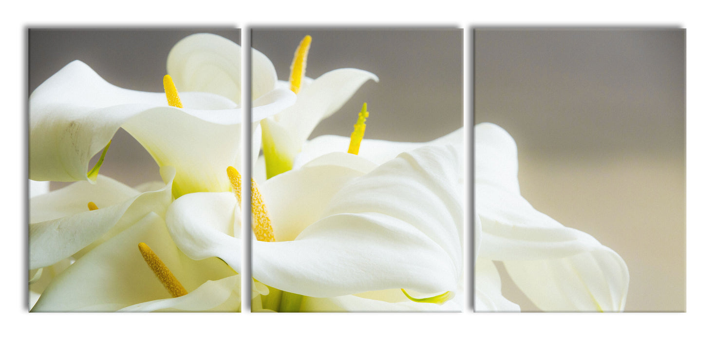 Wunderschöne weiße Calla Lilien, XXL Leinwandbild als 3 Teiler