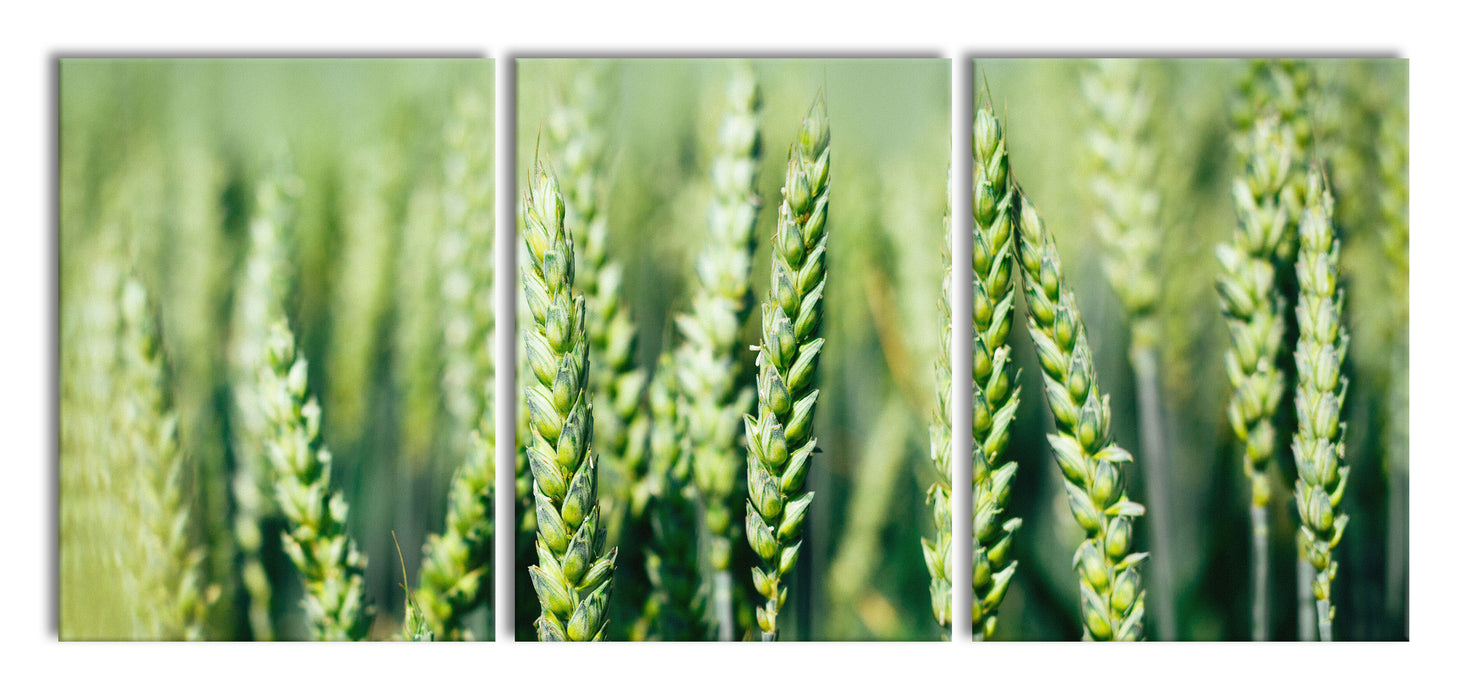Grüne Weizen auf dem Feld, XXL Leinwandbild als 3 Teiler