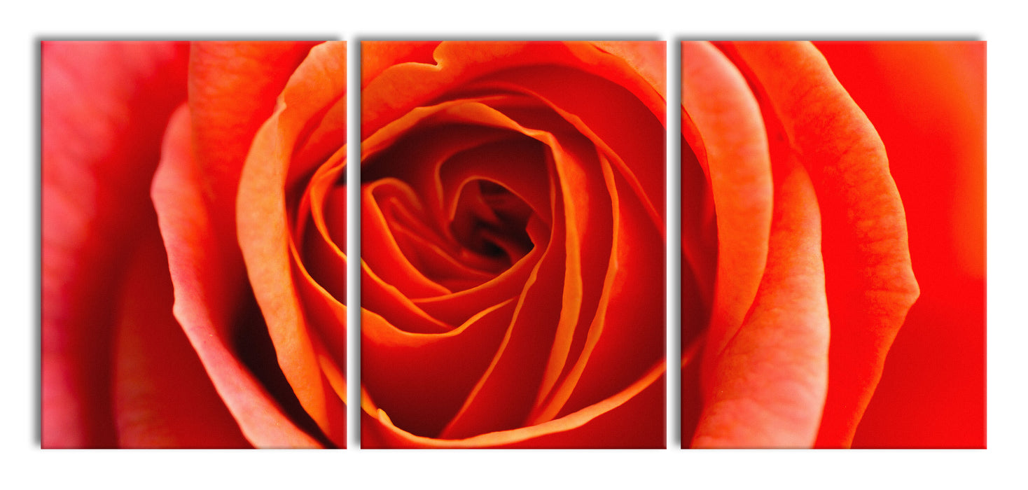 Detaillierte rote Rosenblüte, XXL Leinwandbild als 3 Teiler