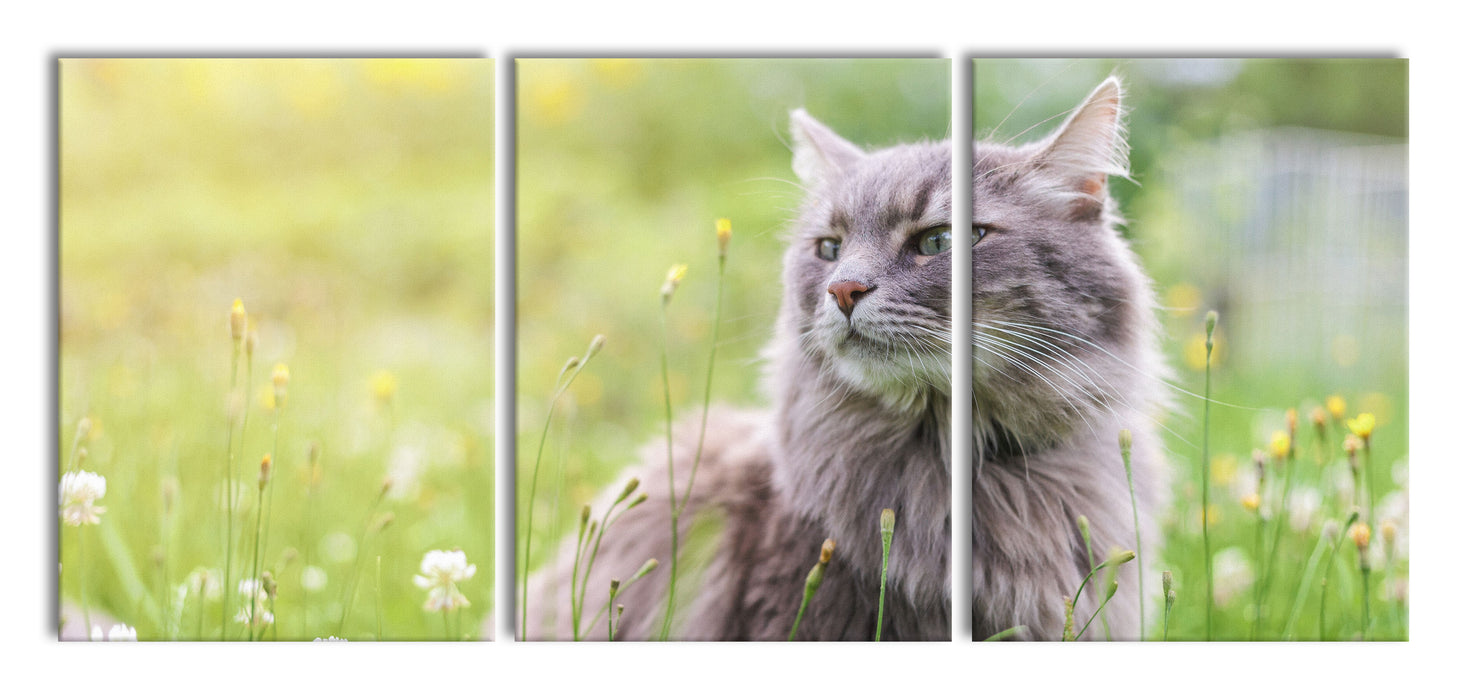 Katze in der Wildnis, XXL Leinwandbild als 3 Teiler