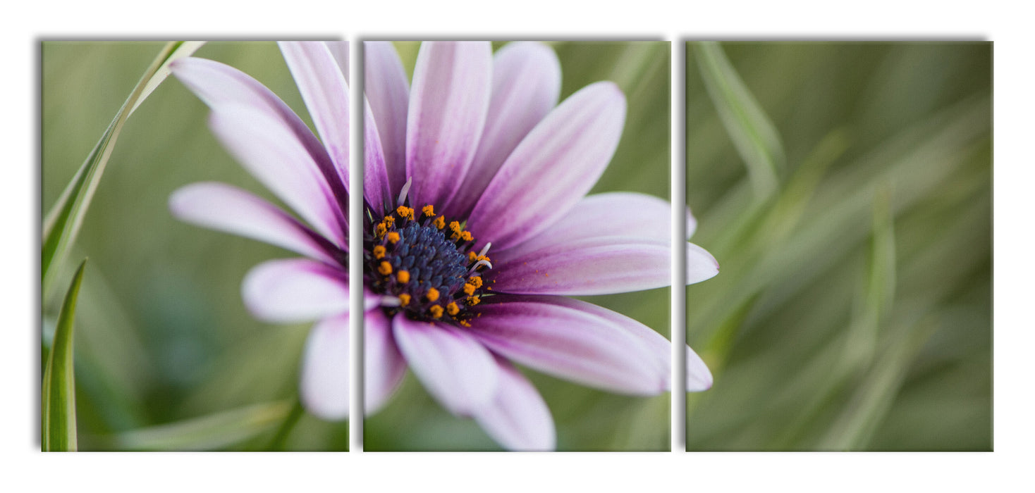 Blume in der Natur, XXL Leinwandbild als 3 Teiler