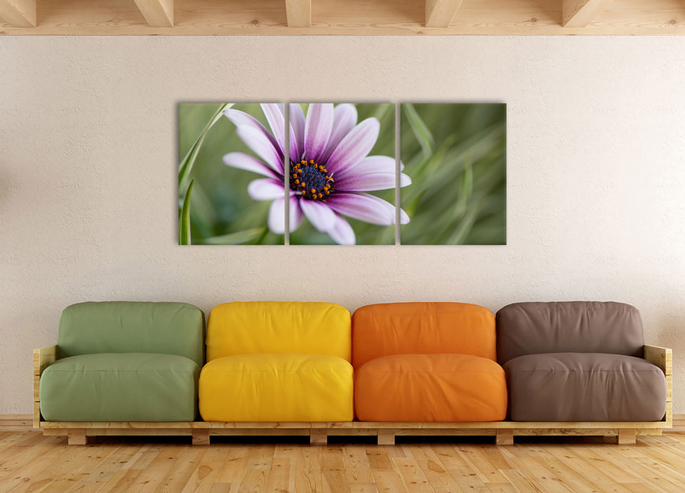 Blume in der Natur, XXL Leinwandbild als 3 Teiler