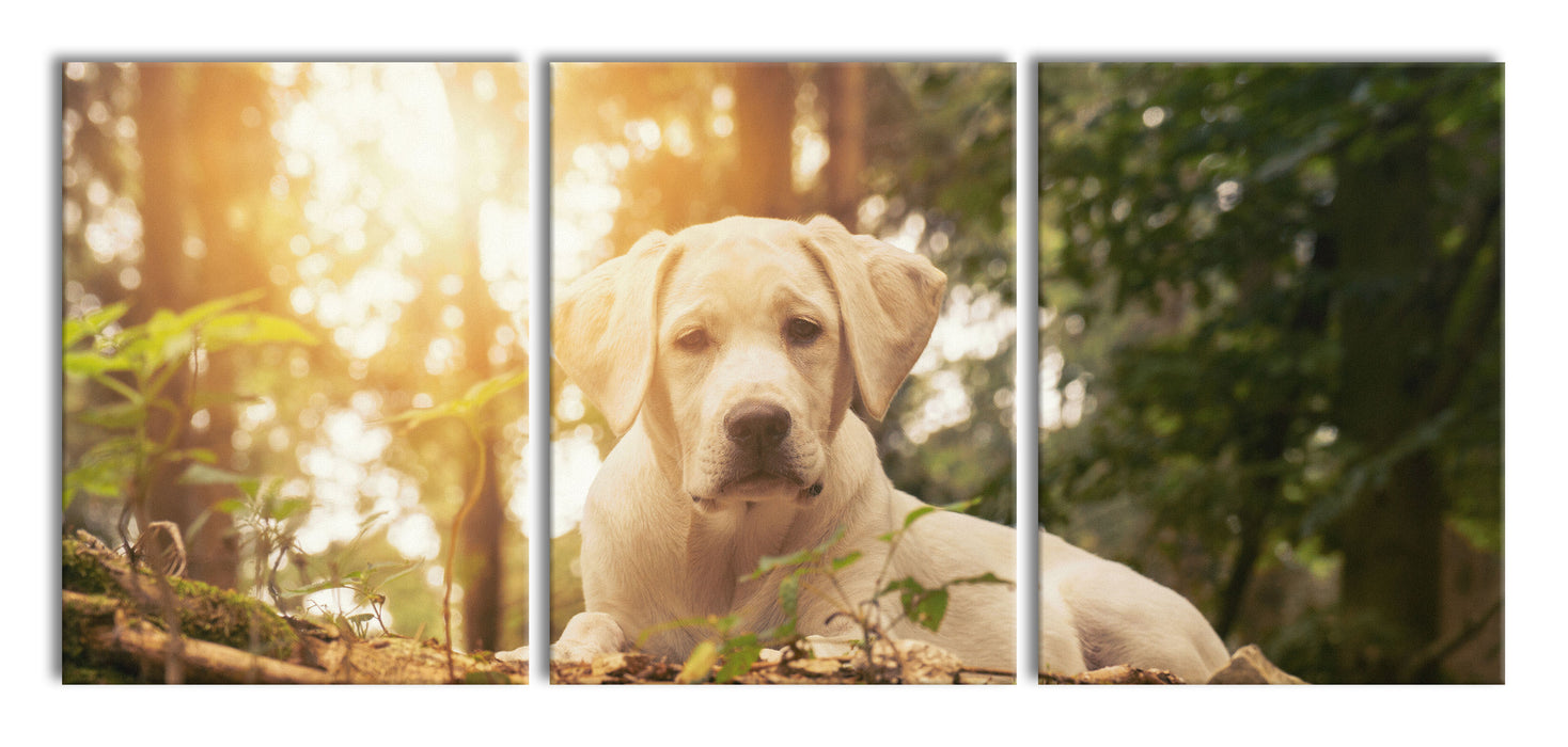 Hund im Wald bei Sonneuntergang, XXL Leinwandbild als 3 Teiler