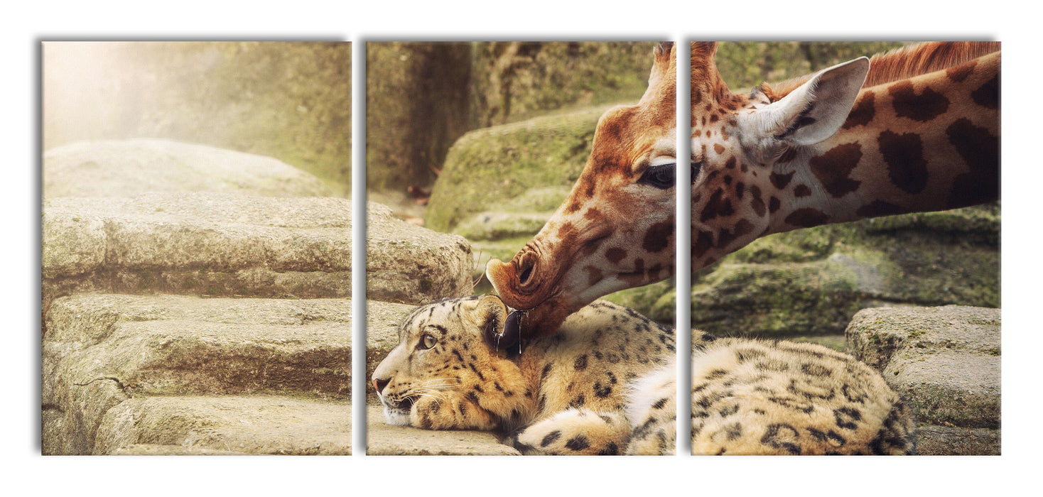 Leopard und Giraffe, XXL Leinwandbild als 3 Teiler