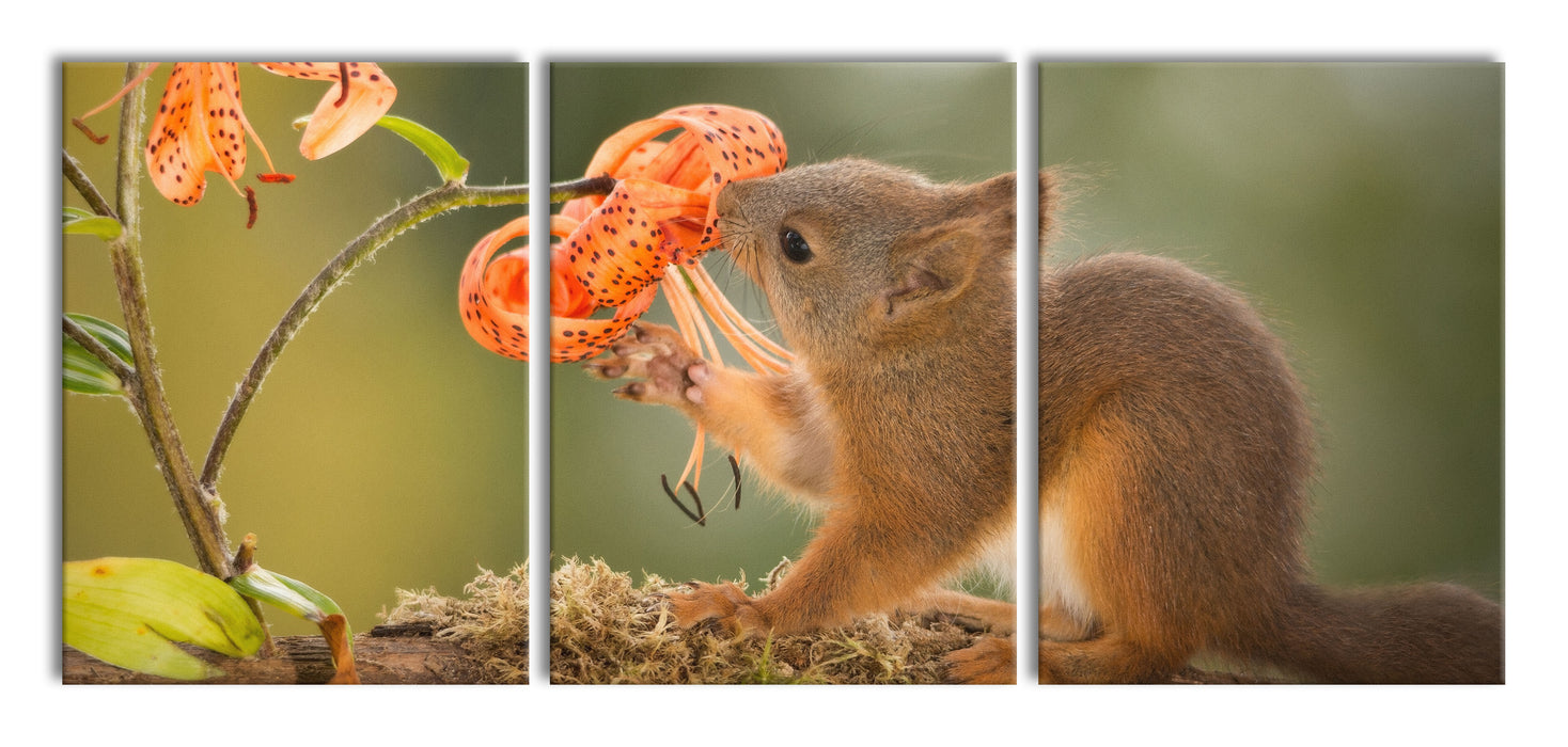 Eichhörnchen riecht an einer Blume, XXL Leinwandbild als 3 Teiler