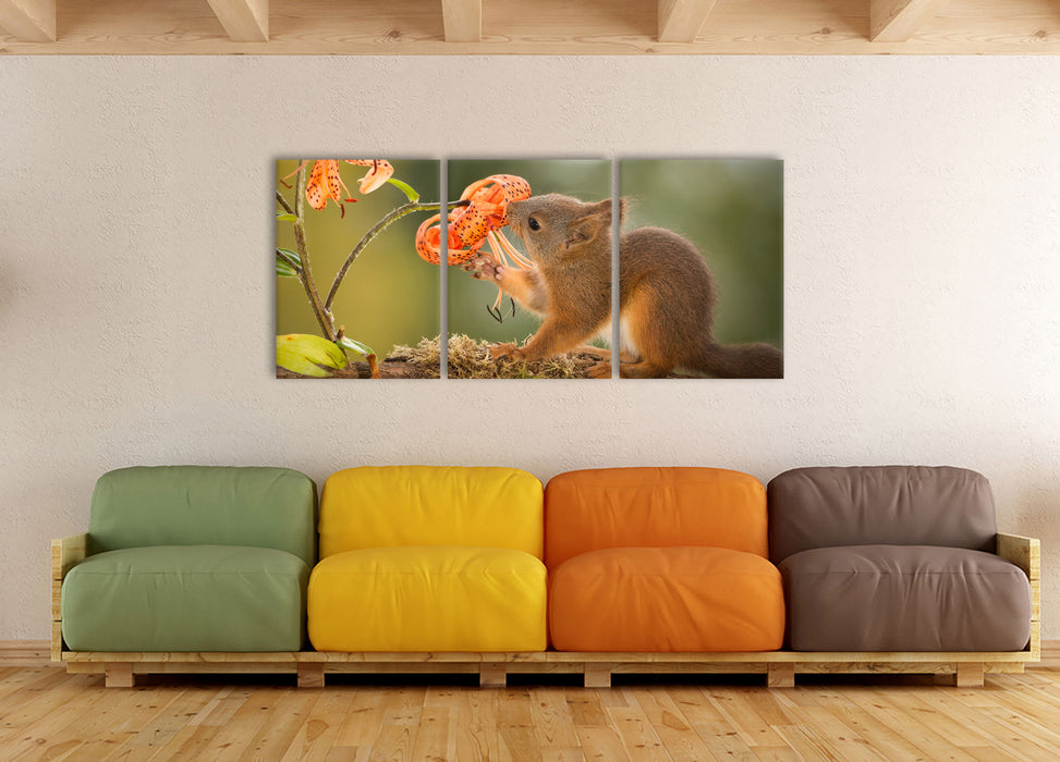 Eichhörnchen riecht an einer Blume, XXL Leinwandbild als 3 Teiler