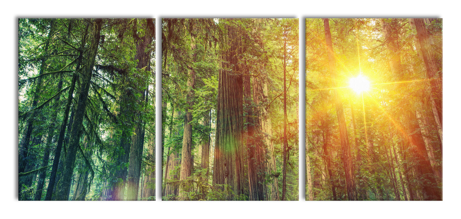 Wald bei Sonnenlicht, XXL Leinwandbild als 3 Teiler