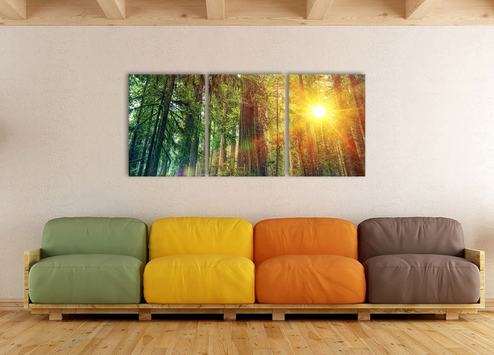 Wald bei Sonnenlicht, XXL Leinwandbild als 3 Teiler