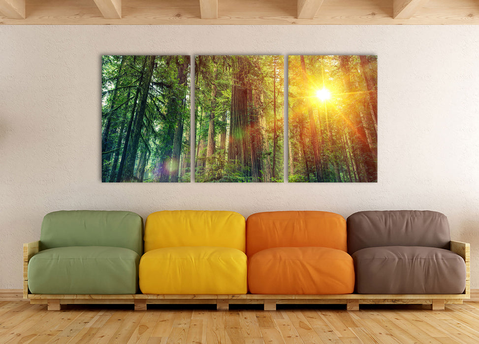 Wald bei Sonnenlicht, XXL Leinwandbild als 3 Teiler