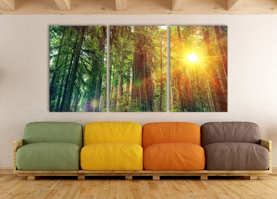 Wald bei Sonnenlicht, XXL Leinwandbild als 3 Teiler