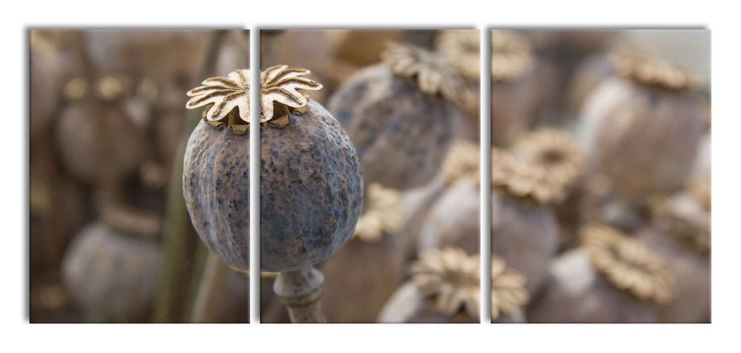 Mohnkapsel der Mohnblume, XXL Leinwandbild als 3 Teiler