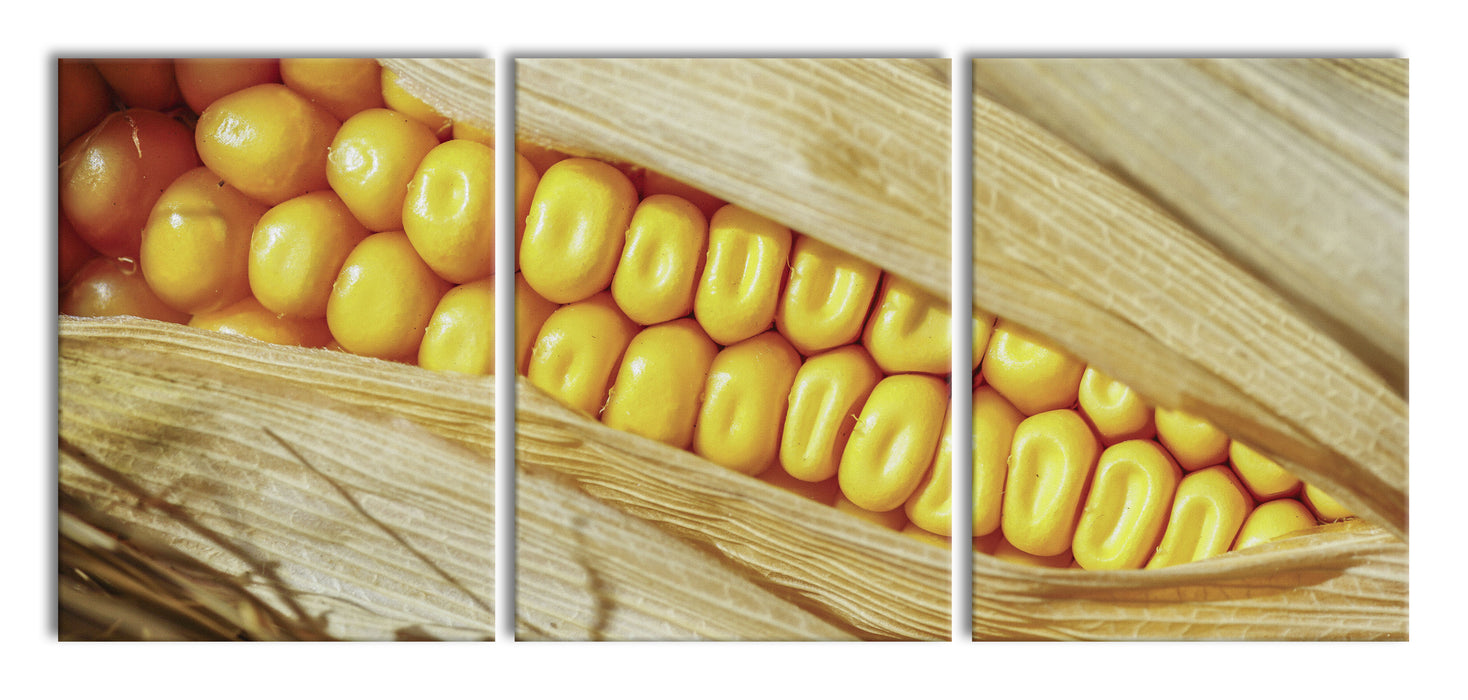 Maiskolben in der Nahaufnahme, XXL Leinwandbild als 3 Teiler