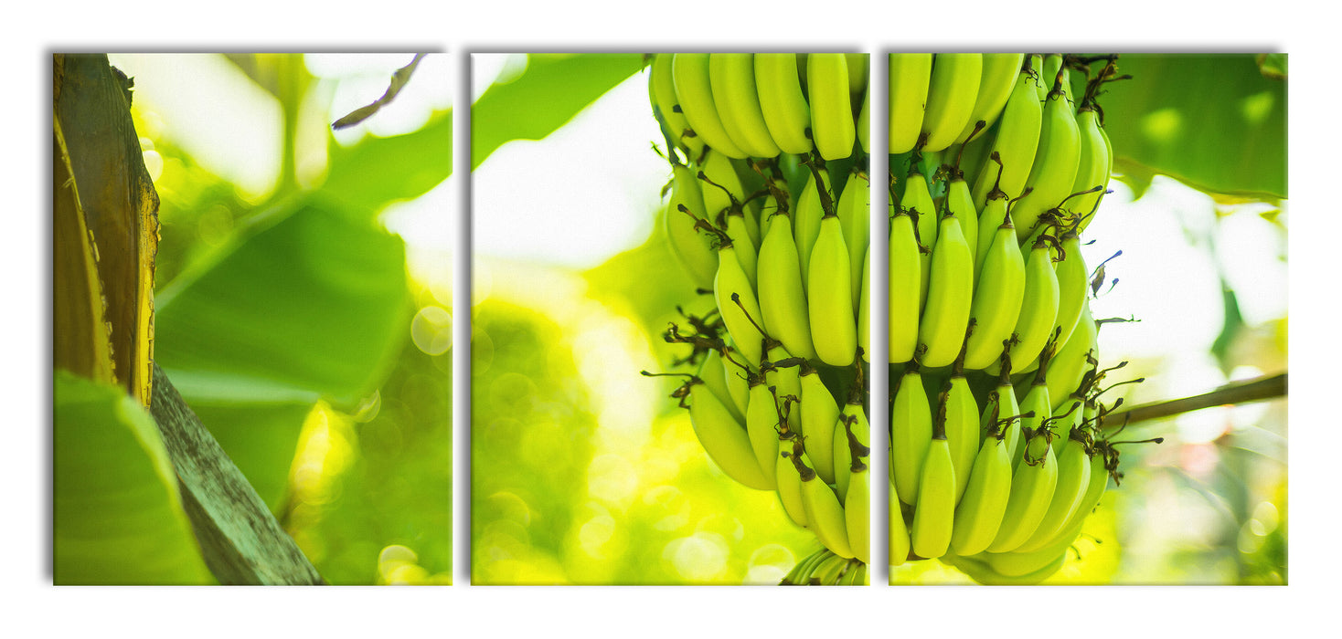 reifende Bananen am Baum, XXL Leinwandbild als 3 Teiler