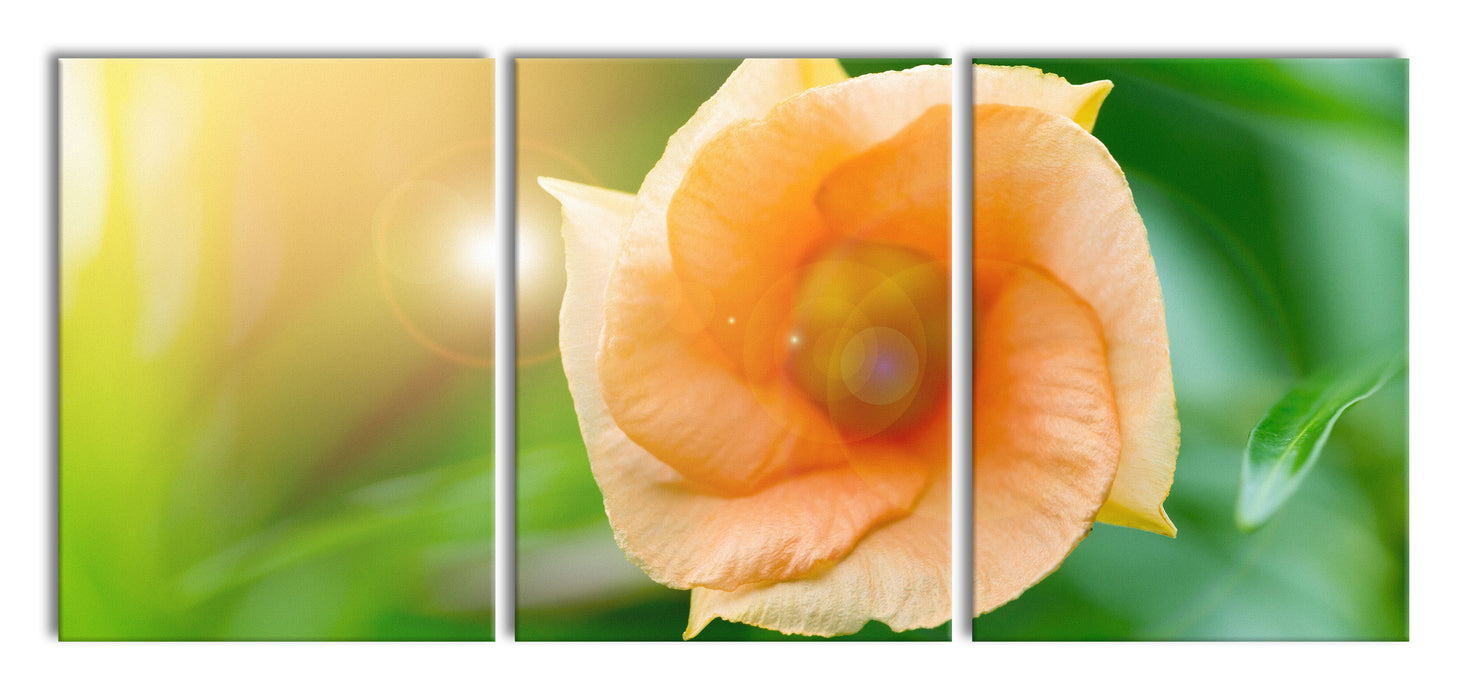 orange Blume im Sonnenlicht, XXL Leinwandbild als 3 Teiler