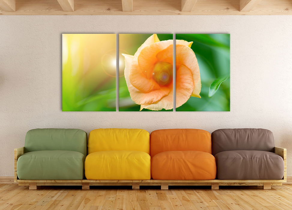 orange Blume im Sonnenlicht, XXL Leinwandbild als 3 Teiler