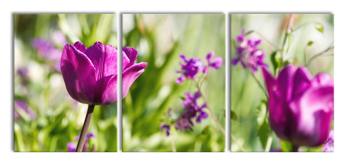 Blumen im Sonnenschein, XXL Leinwandbild als 3 Teiler