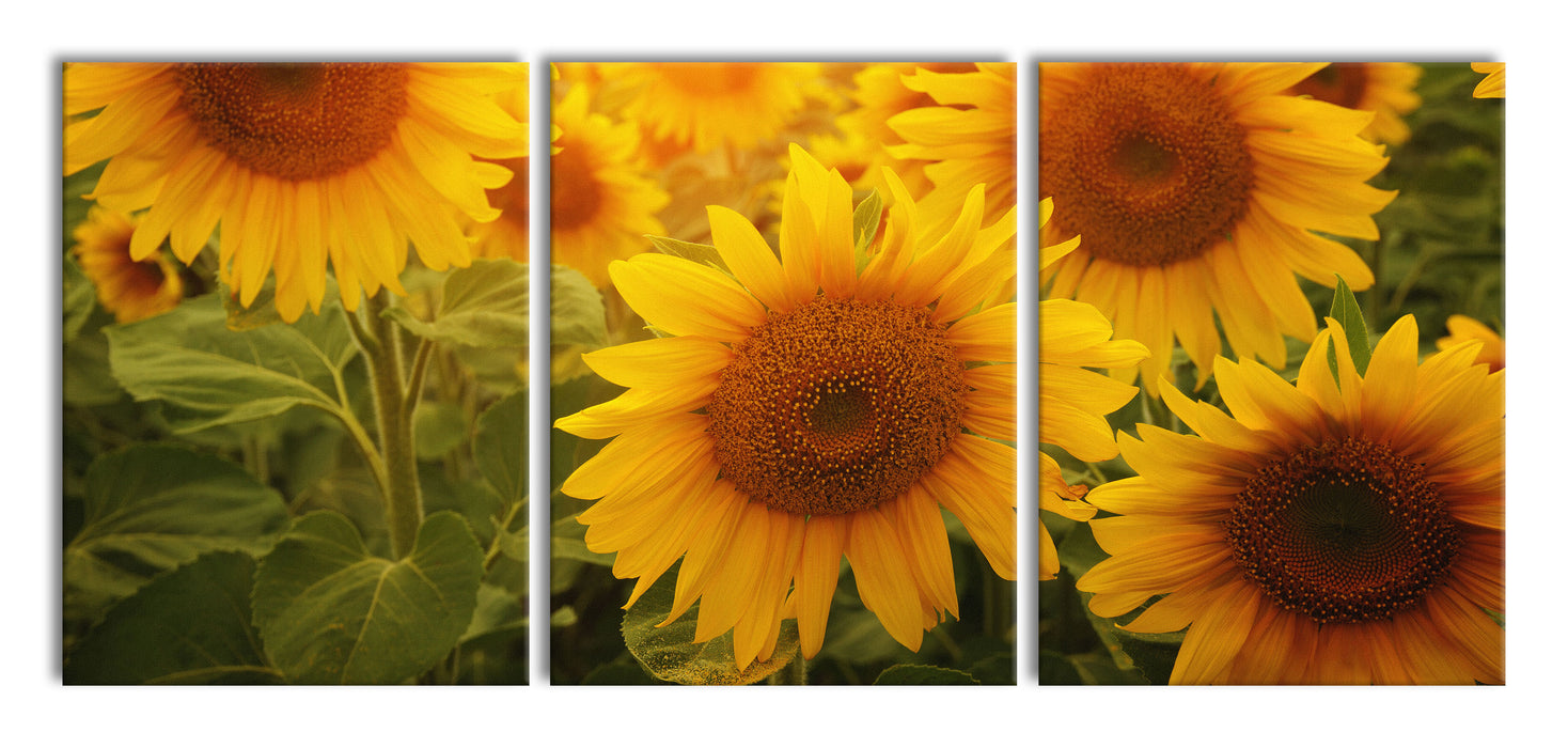 Sonnenblumen auf dem Feld, XXL Leinwandbild als 3 Teiler