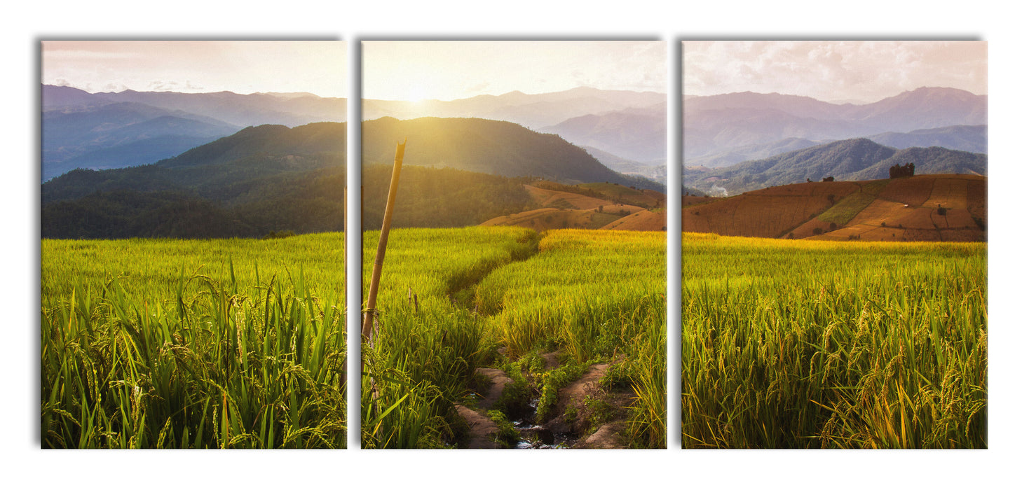 Reisfeld Plantage in Asien, XXL Leinwandbild als 3 Teiler