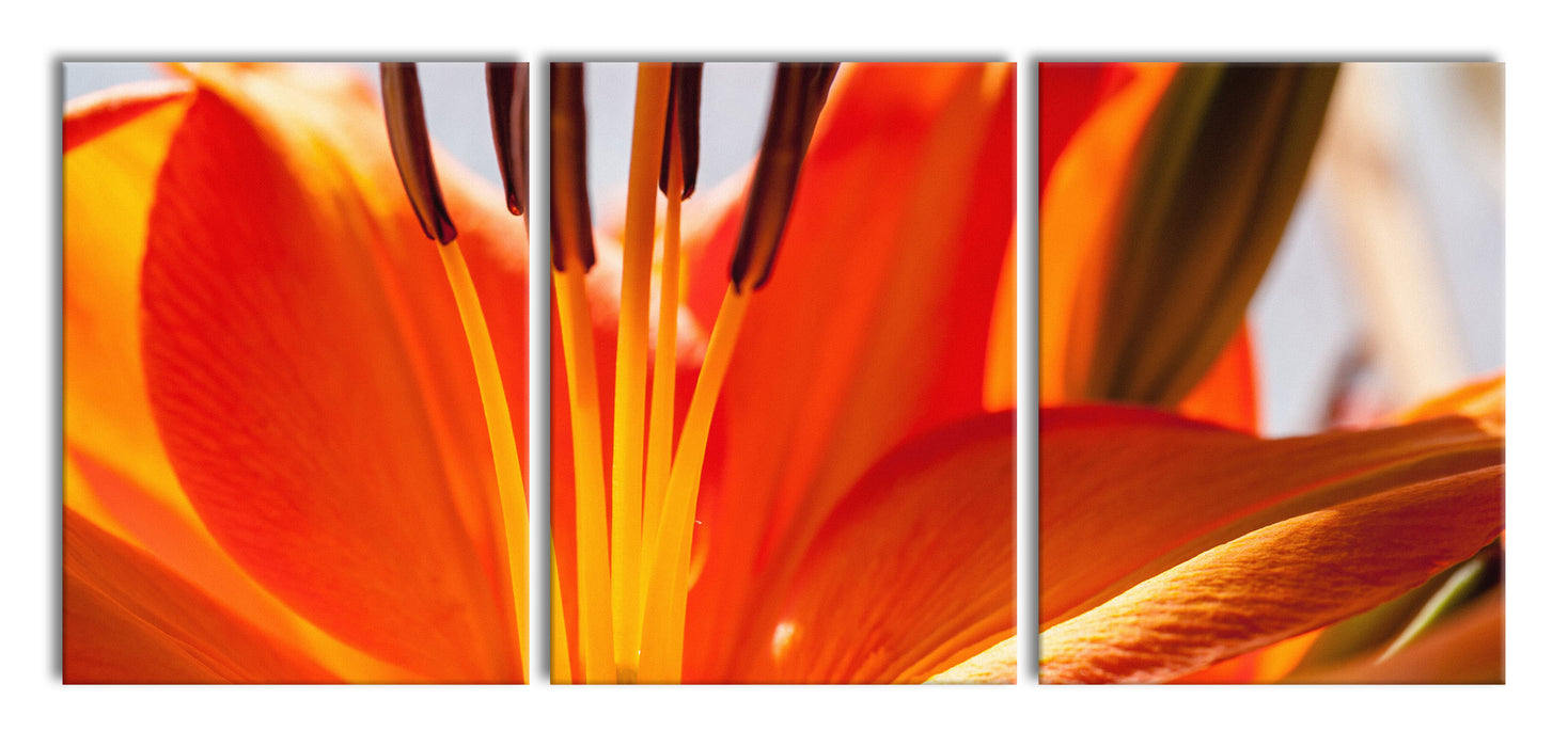 orange Lilie in Nahaufnahme, XXL Leinwandbild als 3 Teiler