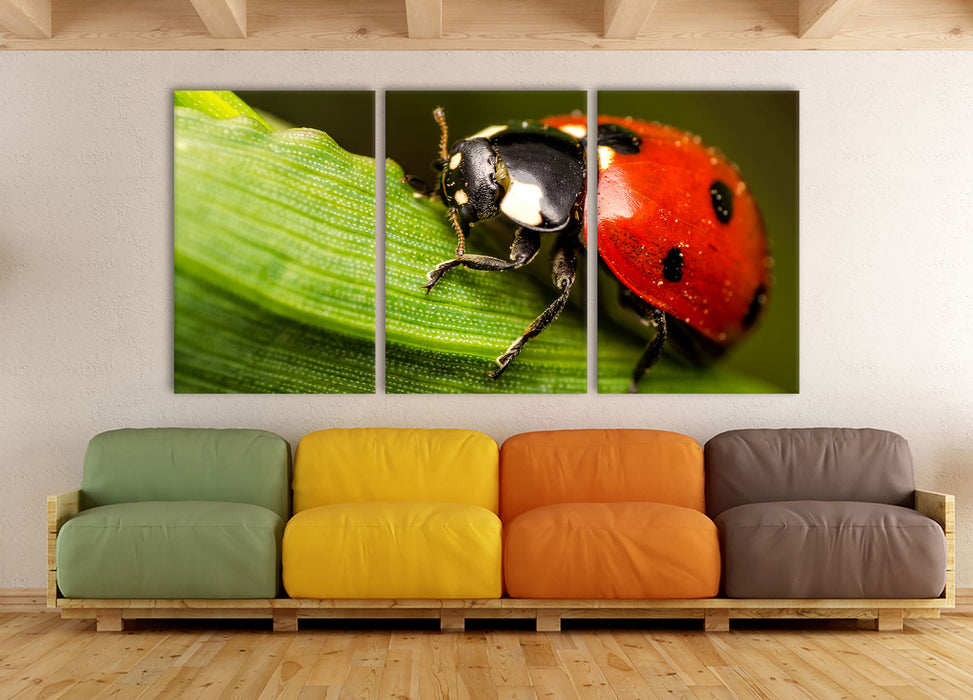 Marienkäfer in Detailaufnahme, XXL Leinwandbild als 3 Teiler