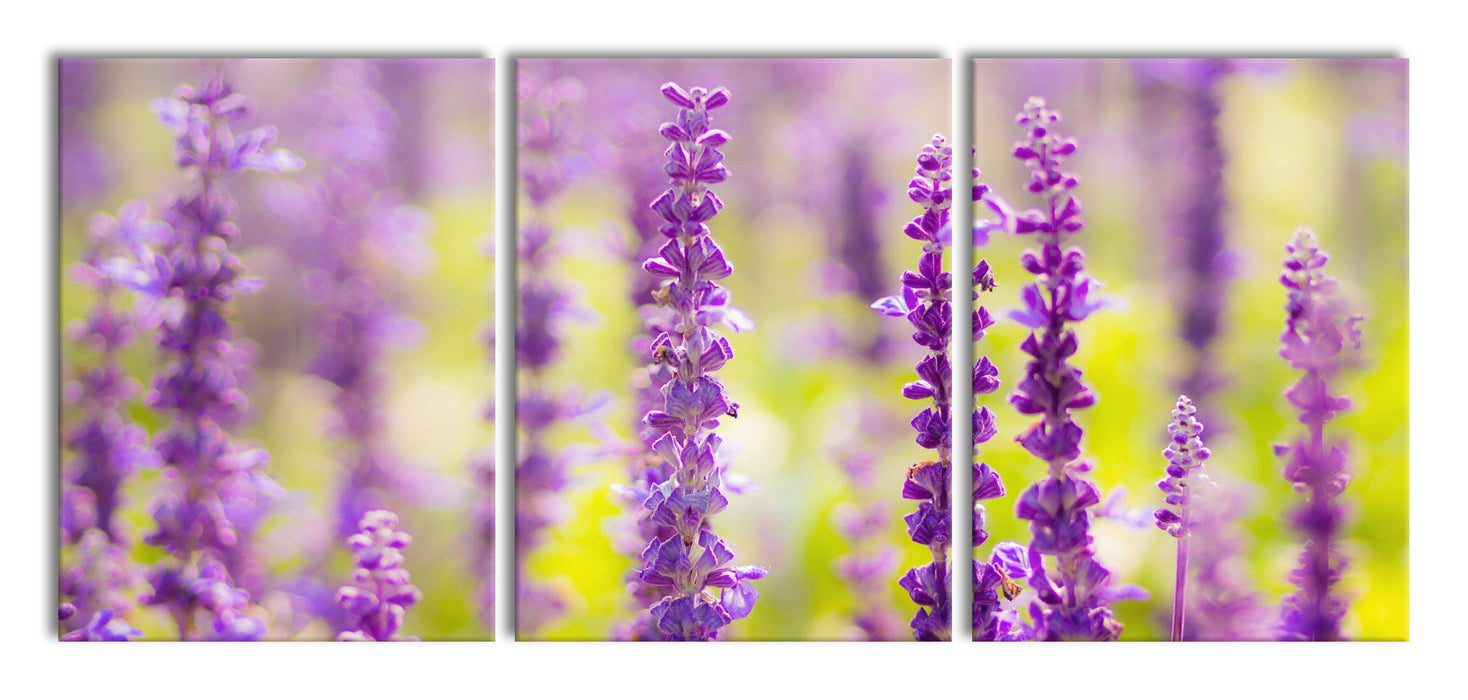 schöne violette Lavendelblüten, XXL Leinwandbild als 3 Teiler