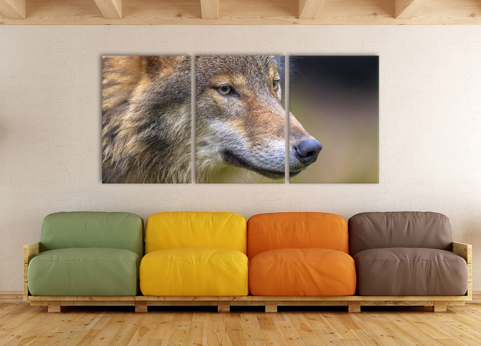 Porträ des europäischen Wolfes, XXL Leinwandbild als 3 Teiler