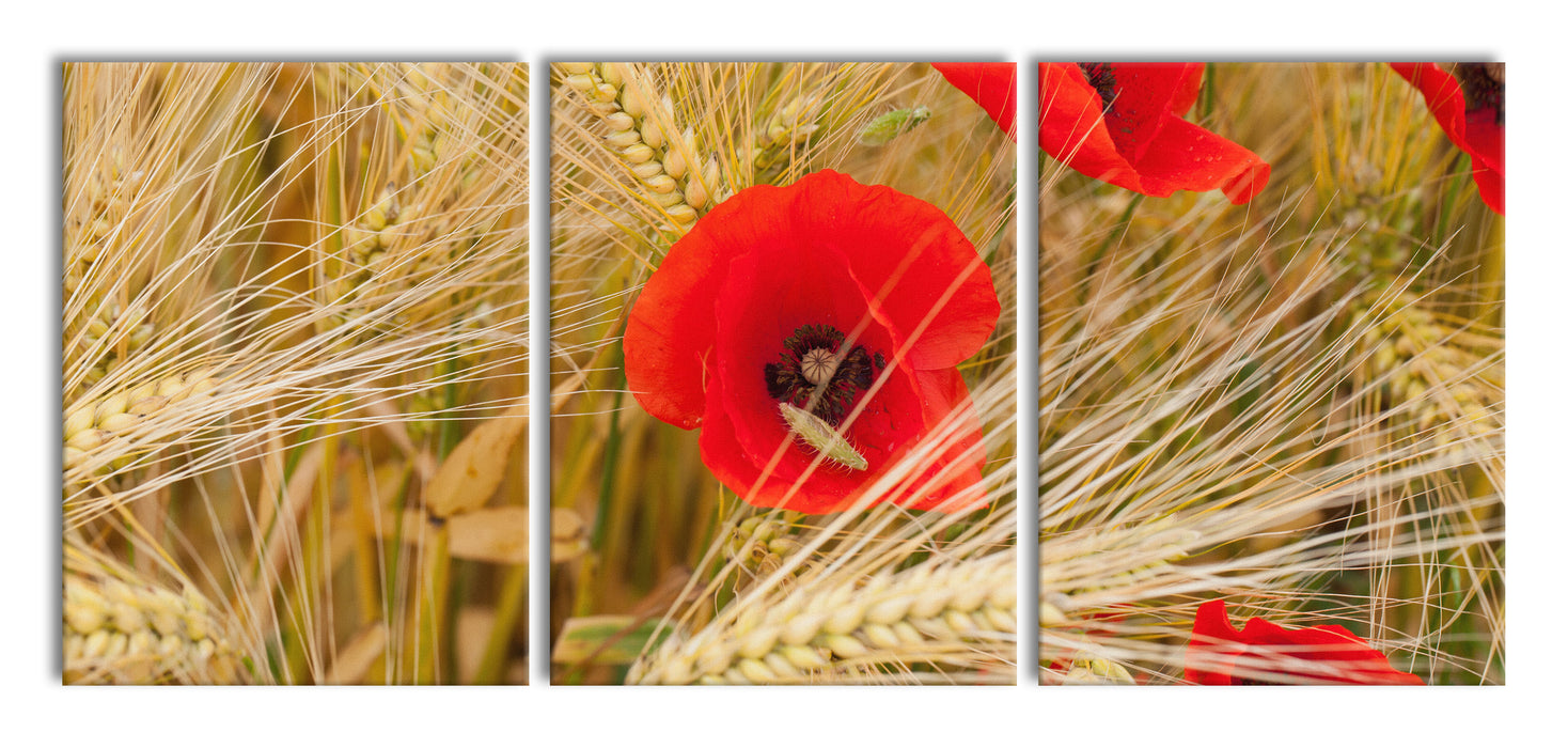Mohnblumen auf dem Mais-Feld, XXL Leinwandbild als 3 Teiler