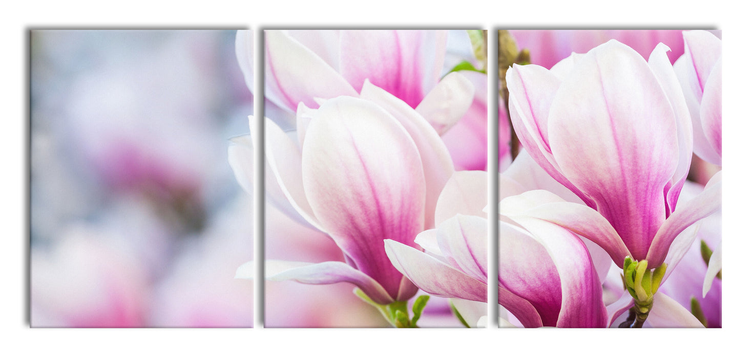 zarte rosa farbende Blüten, XXL Leinwandbild als 3 Teiler