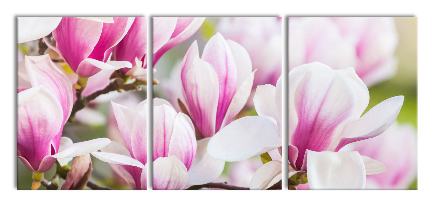 feine rosa farbende Blüte, XXL Leinwandbild als 3 Teiler