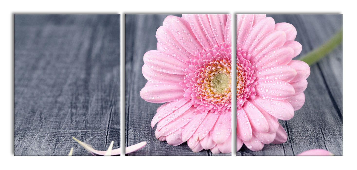 pinke Gerbera auf rustikalem Boden, XXL Leinwandbild als 3 Teiler