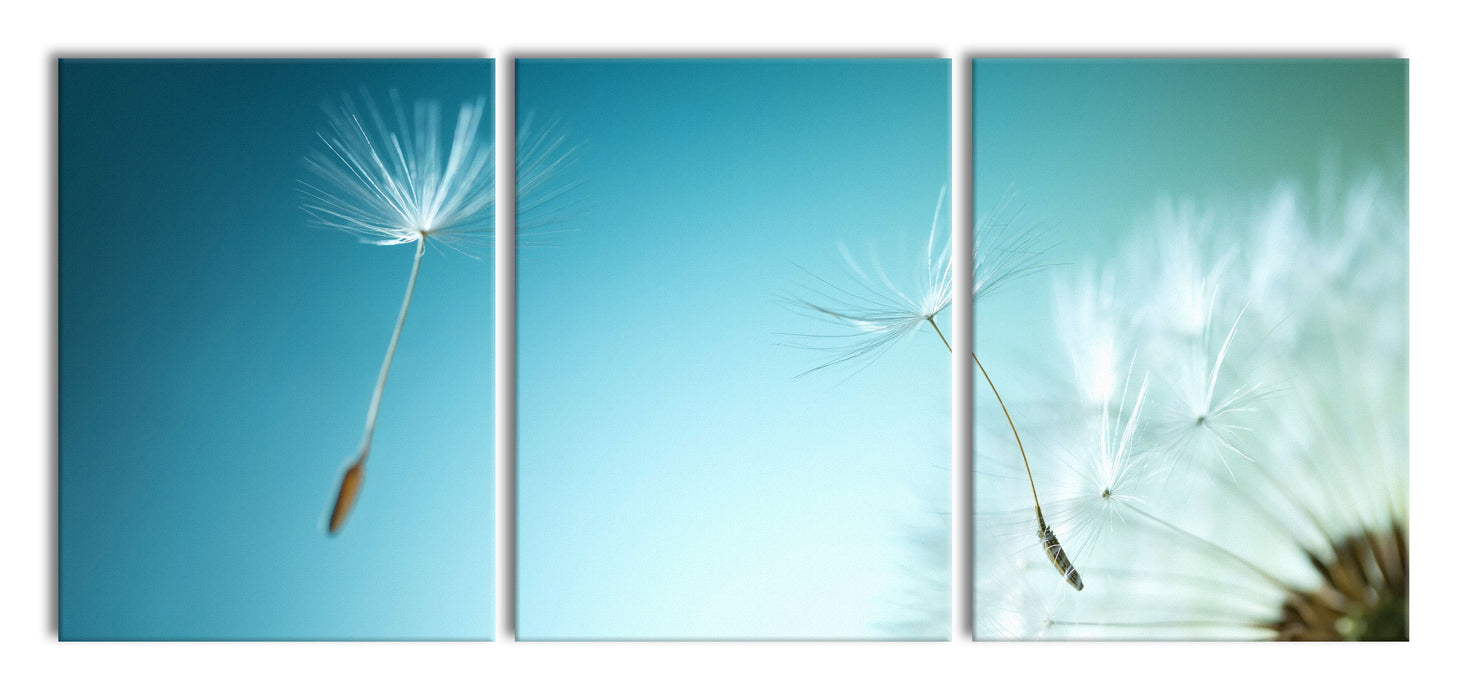 Löwenzahn Pusteblume, XXL Leinwandbild als 3 Teiler