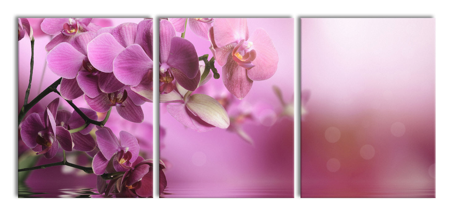 Wunderschöne Orchideenblüten, XXL Leinwandbild als 3 Teiler