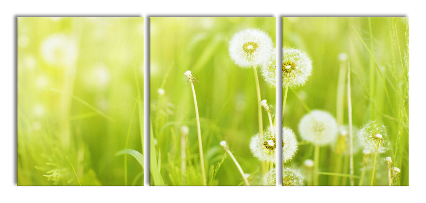 Pusteblumen auf Frühlingswiese, XXL Leinwandbild als 3 Teiler