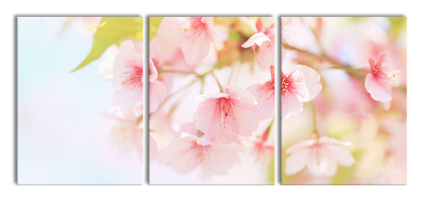 Kirschblüten an Baum, XXL Leinwandbild als 3 Teiler