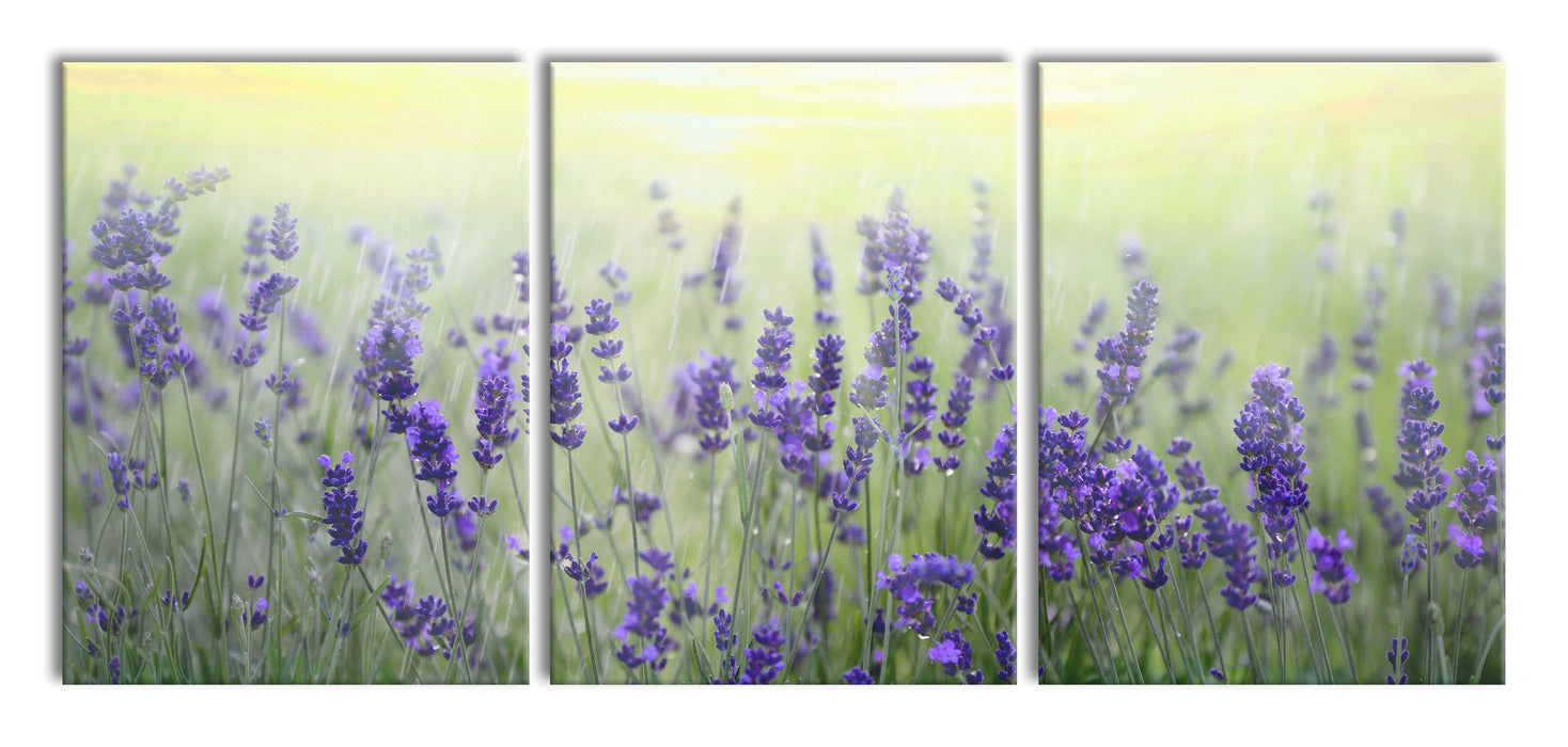 Schöner Lavendel im Regen, XXL Leinwandbild als 3 Teiler