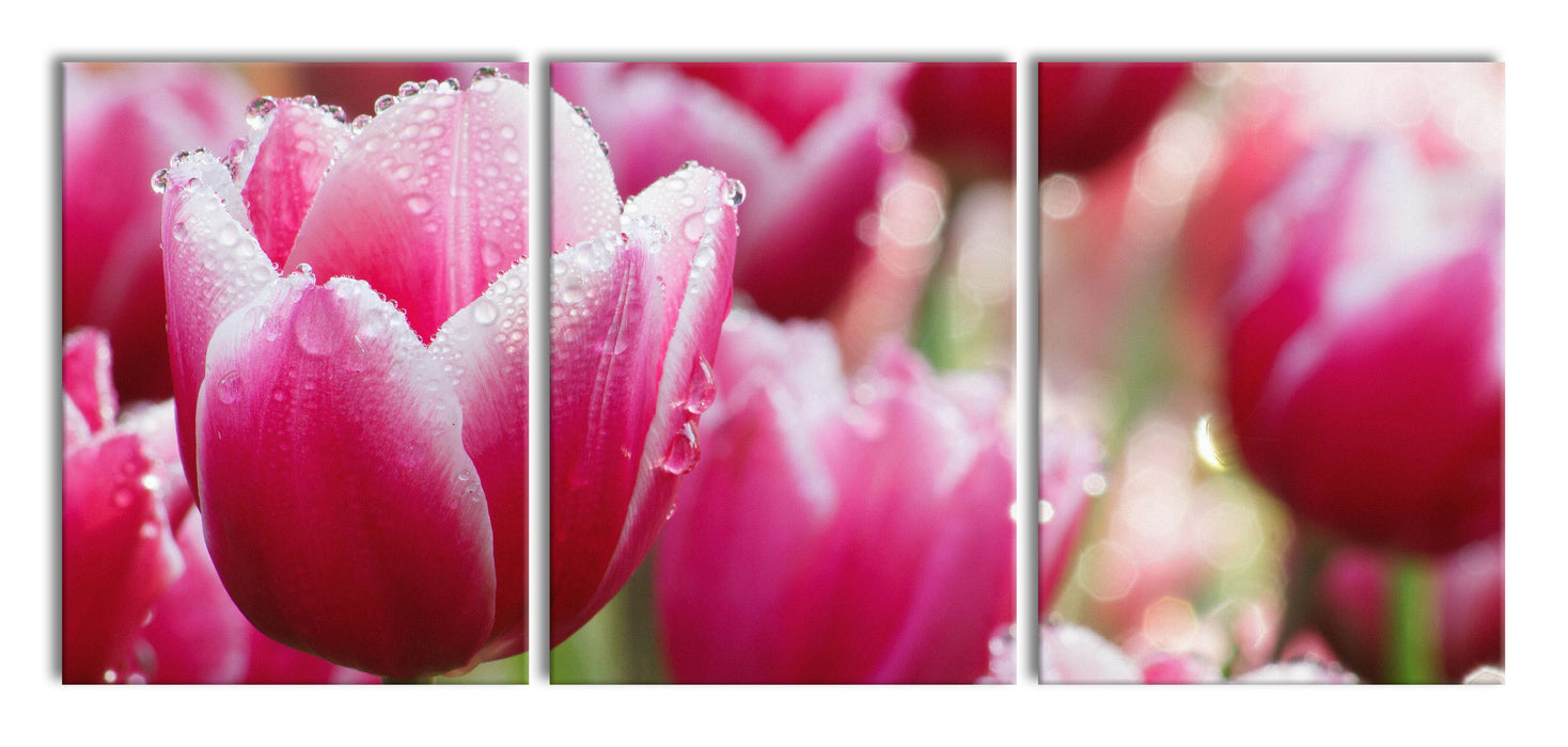 Tulpen mit Morgentau, XXL Leinwandbild als 3 Teiler