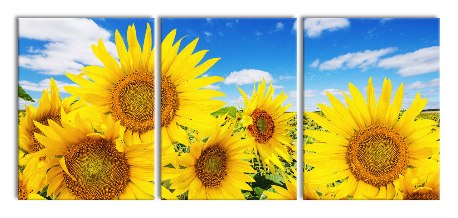 Sonnenblumenwiese unter Himmel, XXL Leinwandbild als 3 Teiler