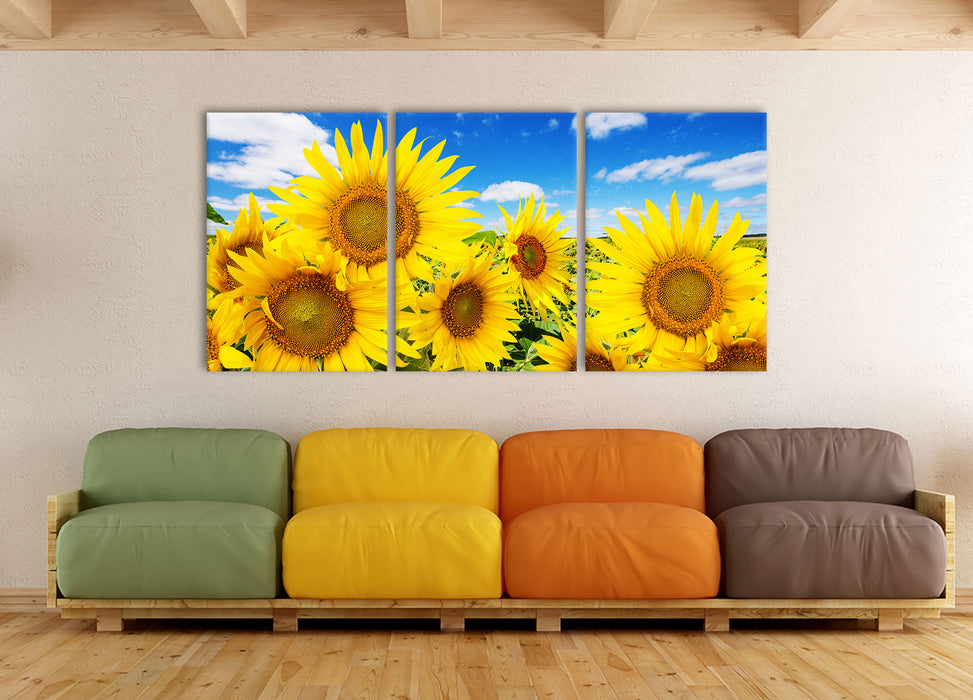 Sonnenblumenwiese unter Himmel, XXL Leinwandbild als 3 Teiler