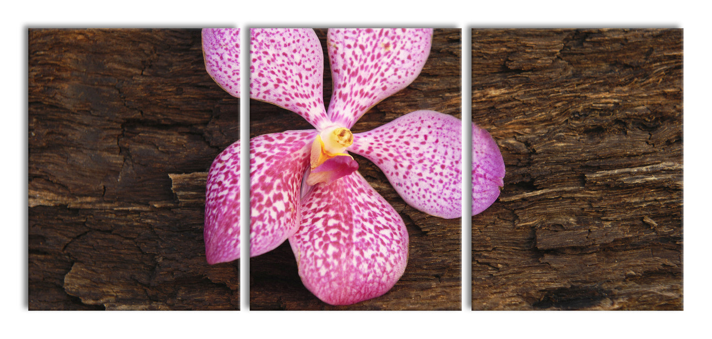 Orchidee Blüte auf Rinde, XXL Leinwandbild als 3 Teiler