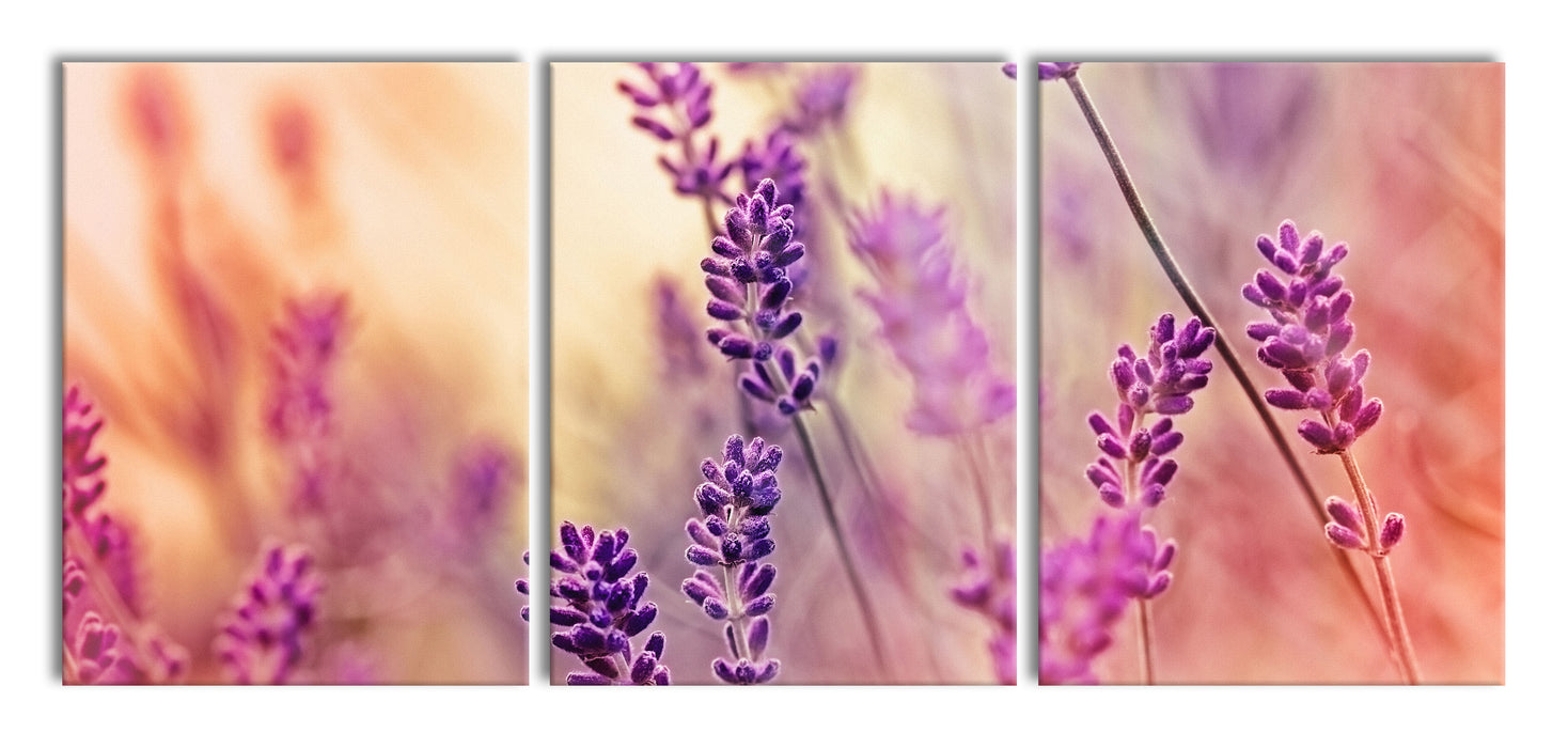 Eleganter Lavendel, XXL Leinwandbild als 3 Teiler
