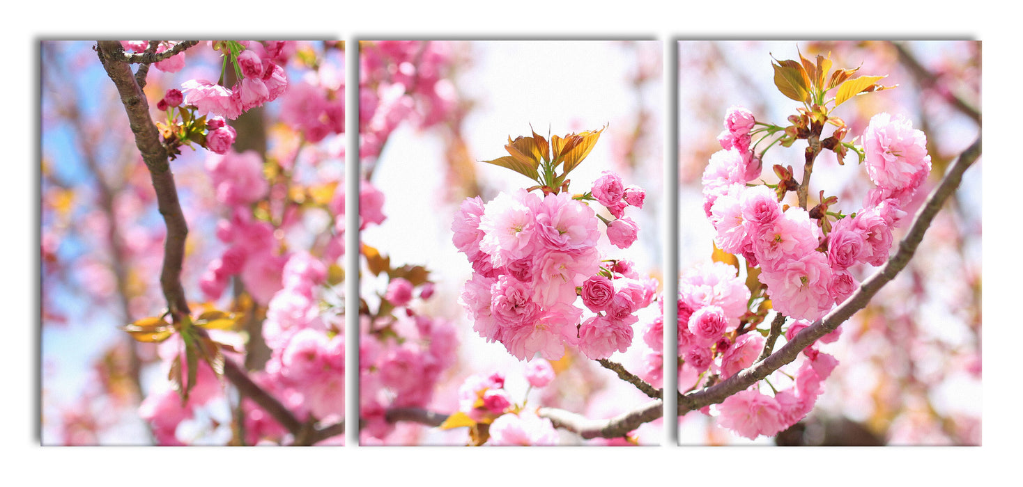 Schöne Kirschblüten, XXL Leinwandbild als 3 Teiler