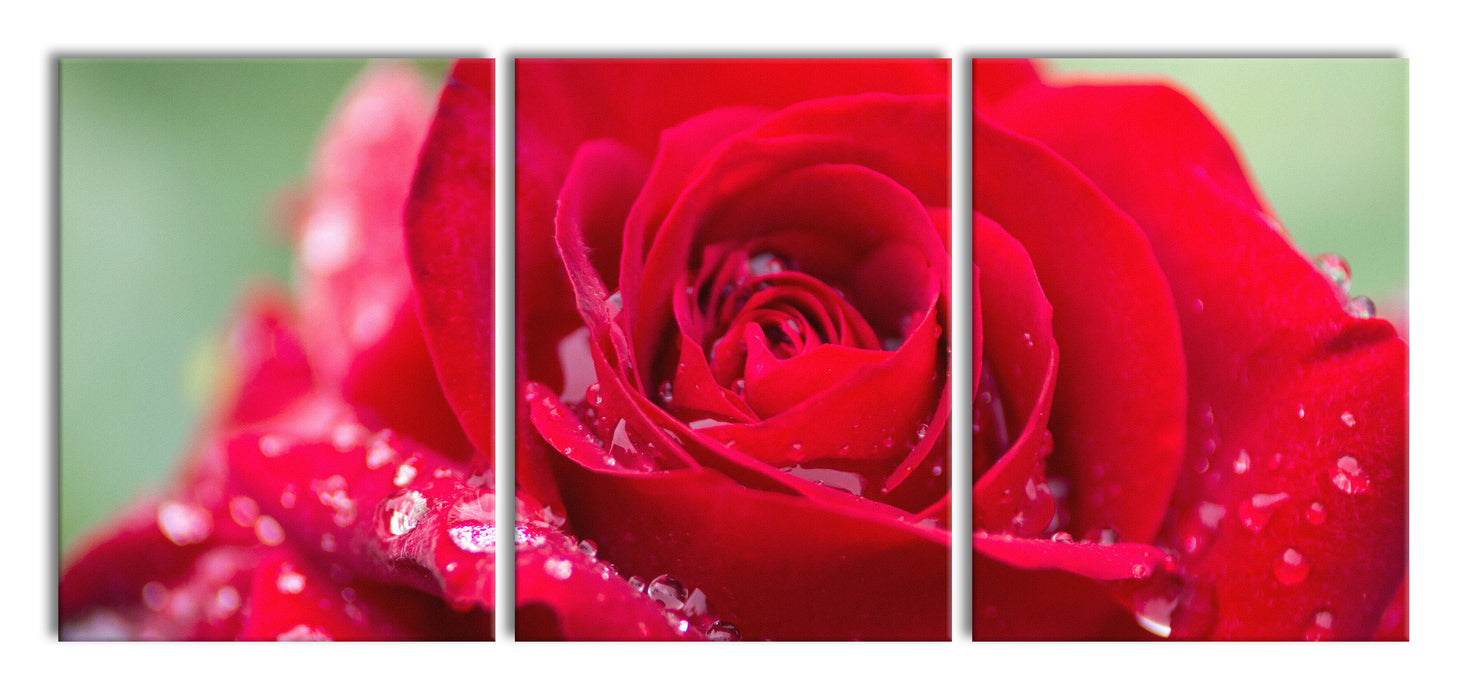 Rose mit Wassertropfen, XXL Leinwandbild als 3 Teiler