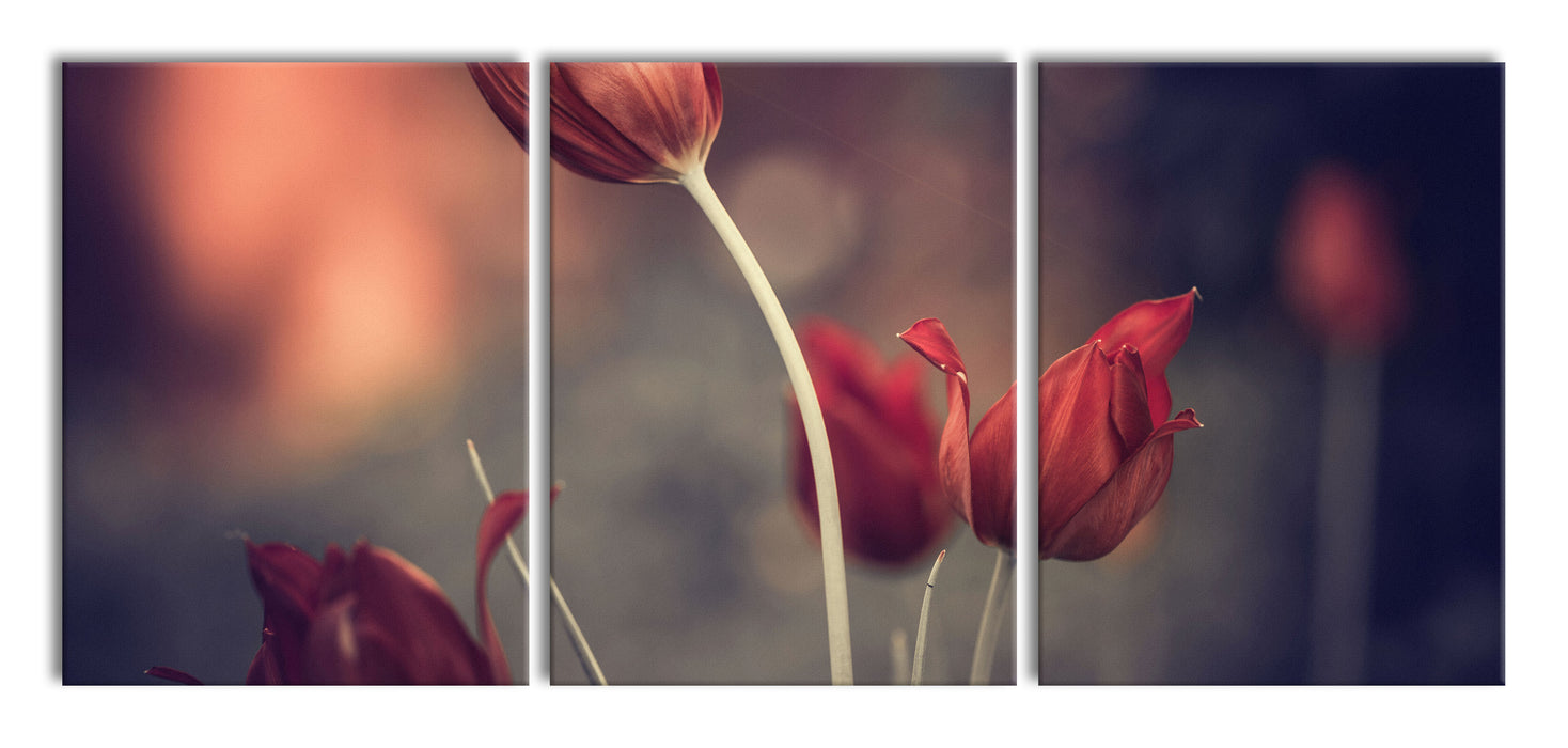 Tulpen im Abendlicht, XXL Leinwandbild als 3 Teiler