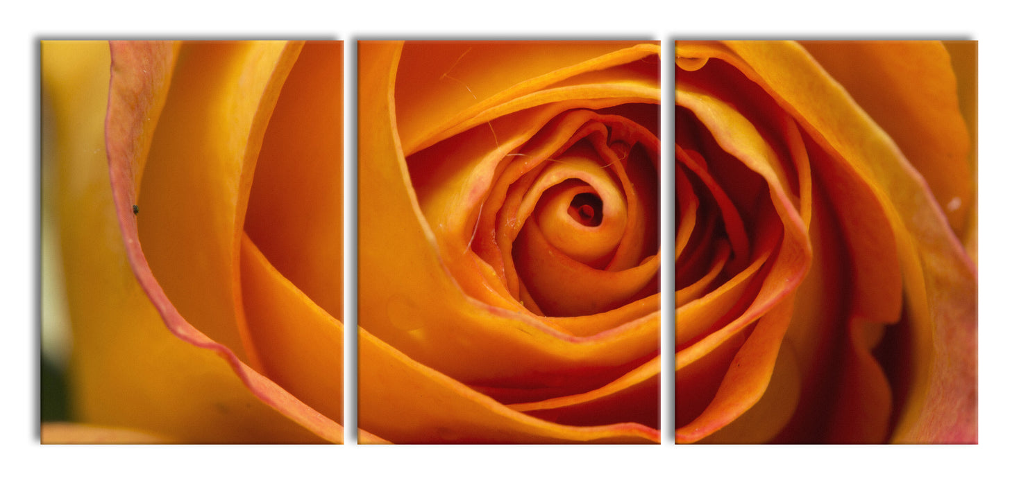 Anmutige gelbe geschlossene Rose, XXL Leinwandbild als 3 Teiler
