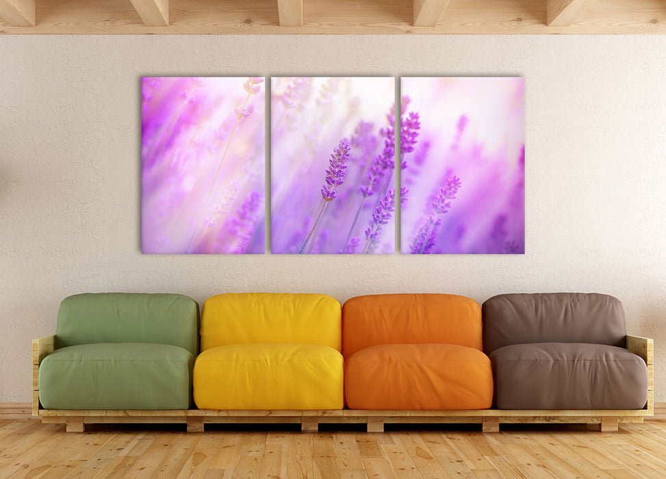 Schöner Lavendel im sanften Licht, XXL Leinwandbild als 3 Teiler