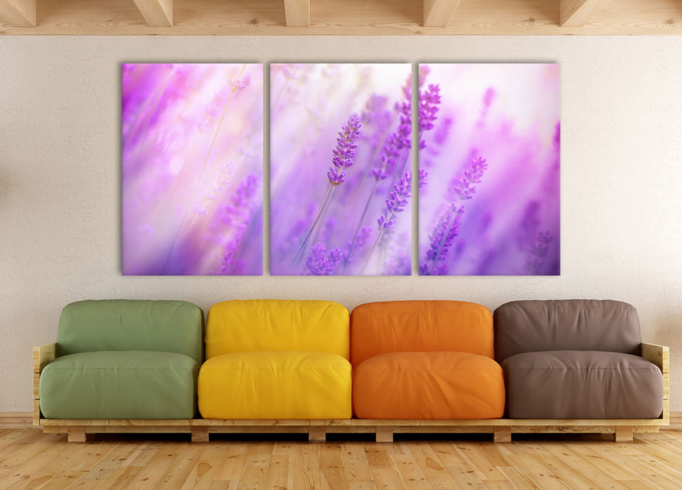 Schöner Lavendel im sanften Licht, XXL Leinwandbild als 3 Teiler