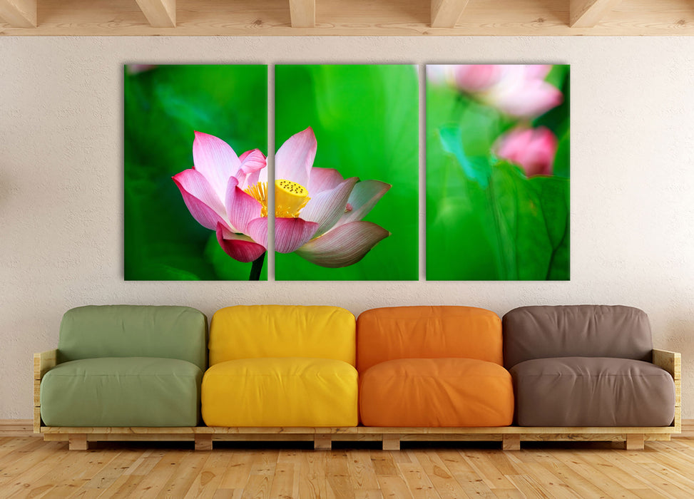 Wunderschöne Lotusblüten, XXL Leinwandbild als 3 Teiler
