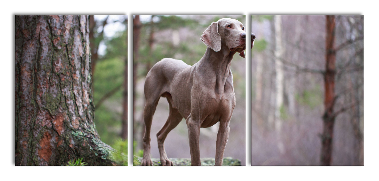 Edler Weimaraner im Wald, XXL Leinwandbild als 3 Teiler